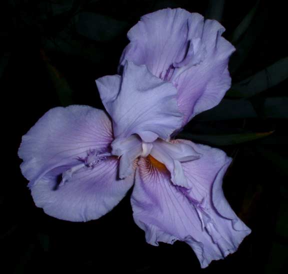 JPEG image