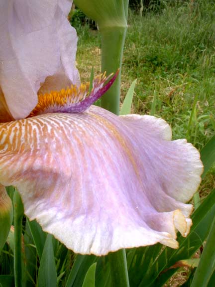JPEG image