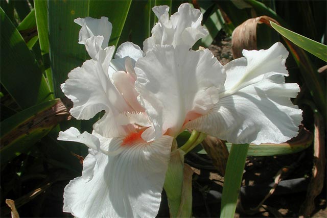 JPEG image