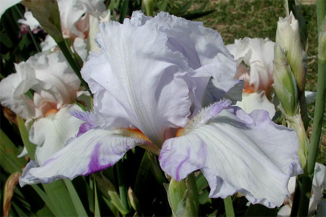 JPEG image