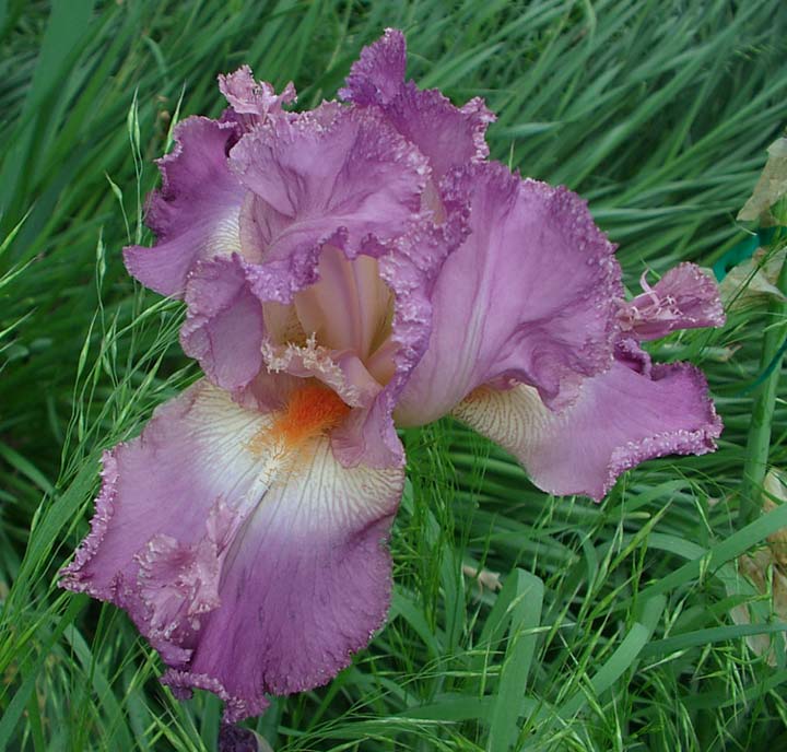 JPEG image