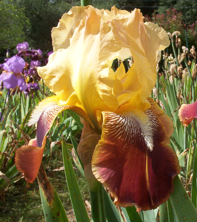 GIF image