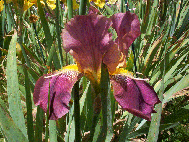 GIF image