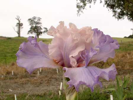 JPEG image
