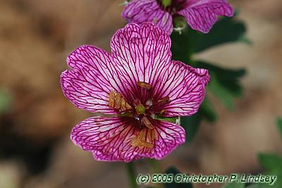 Geranium Cinereum Purple Pillow Flowers 1 Of 1