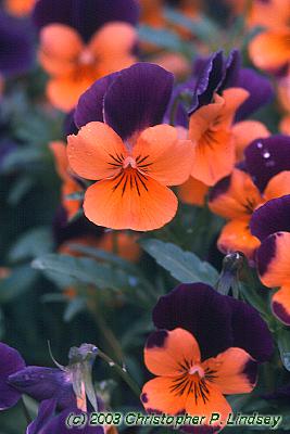 Complex Flower Names For Orange Cats Photography