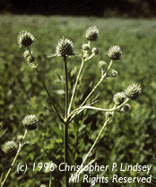 Eryngium yuccifolium flowers