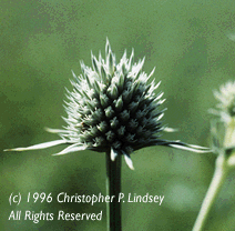 Eryngium yuccifolium flowers