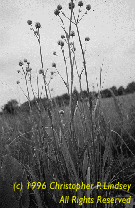 Eryngium yuccifolium flowers