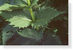 Leaves