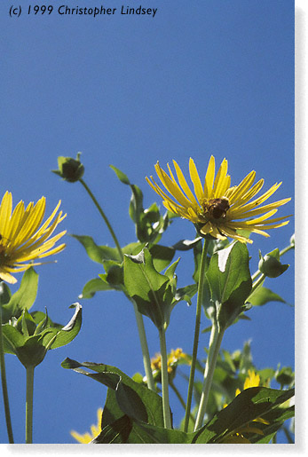 Silphium perfoliatium flowers