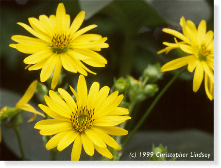 Silphium perfoliatium flowers