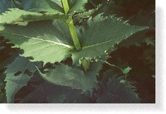 Leaves
