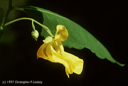 Impatiens pallida flowers