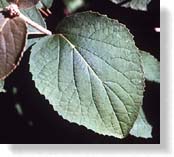 Leaves