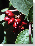 FRUIT