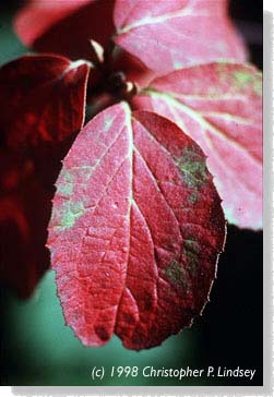 Viburnum carlesii fall color