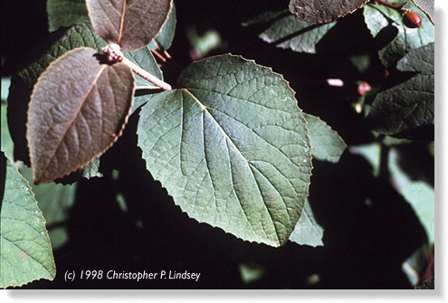 Viburnum carlesii leaves