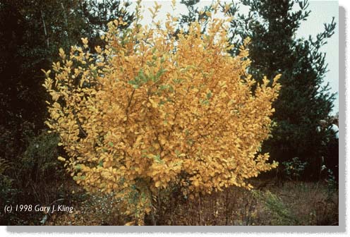 Hamammelis mollis fall color