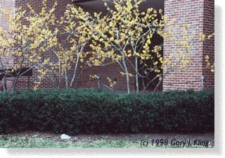 Hamammelis mollis habit in flower