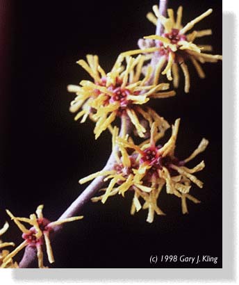 Hamammelis mollis flowers
