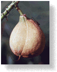 Fruit
