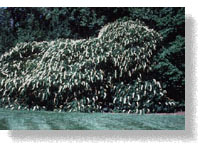 Habit