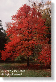 Fall Color