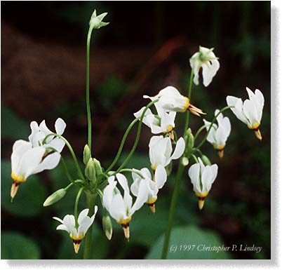 Dodecatheon meadia flowers