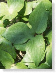 Leaves