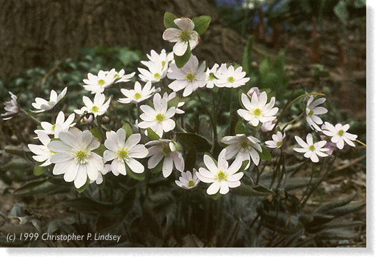 Hepatica acutiloba habit in flower