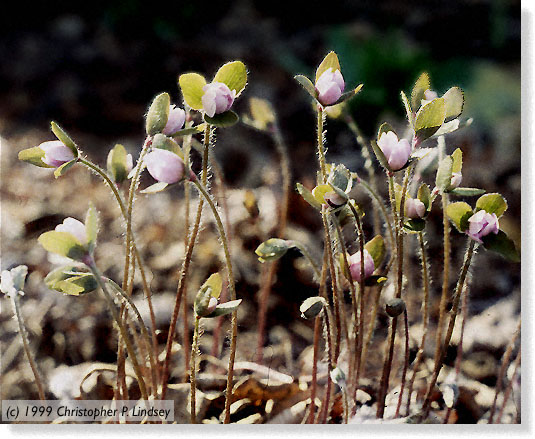 Hepatica acutiloba flowers
