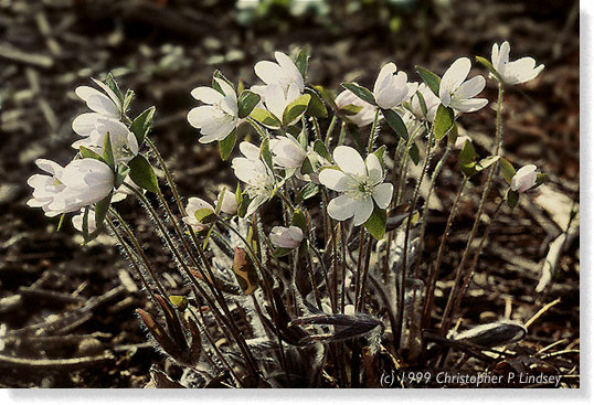 Hepatica acutiloba flowers