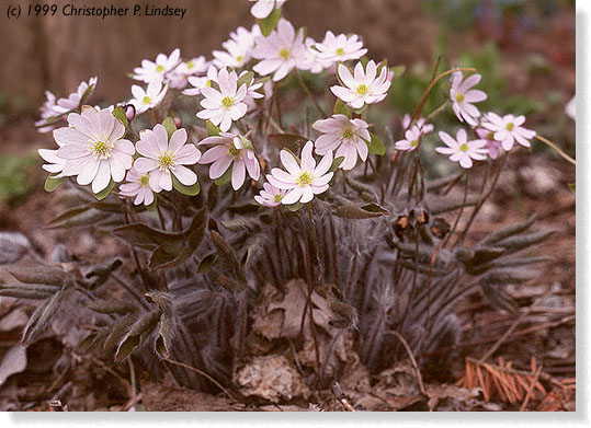 Hepatica acutiloba flowers