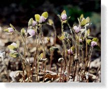Emerging flowers