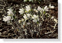 Emerging flowers