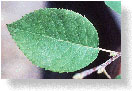 leaves