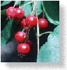 fruit