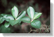 Leaves