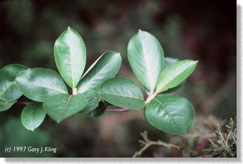 Aronia melanocarpa leaves