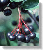Fruit
