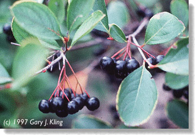Aronia melanocarpa fruit