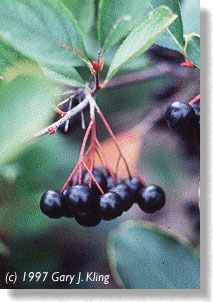 Fruit