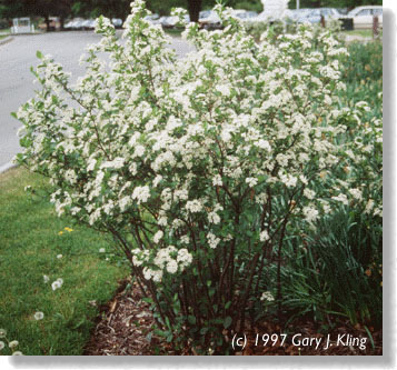 Aronia melanocarpa habit