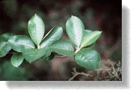 Leaves
