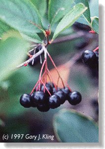 Fruit