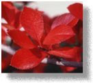 Fall Color