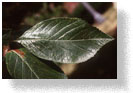 Leaves