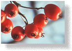 Fruit