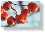 Fruit